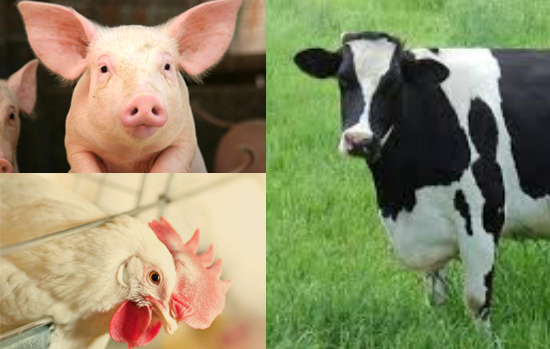 Veterinary Feed Supplements