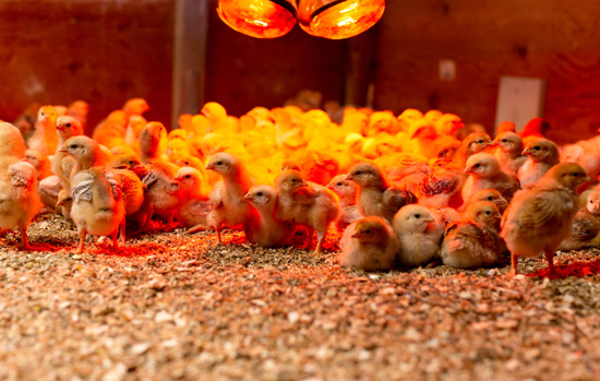 Poultry Feed Concentrates